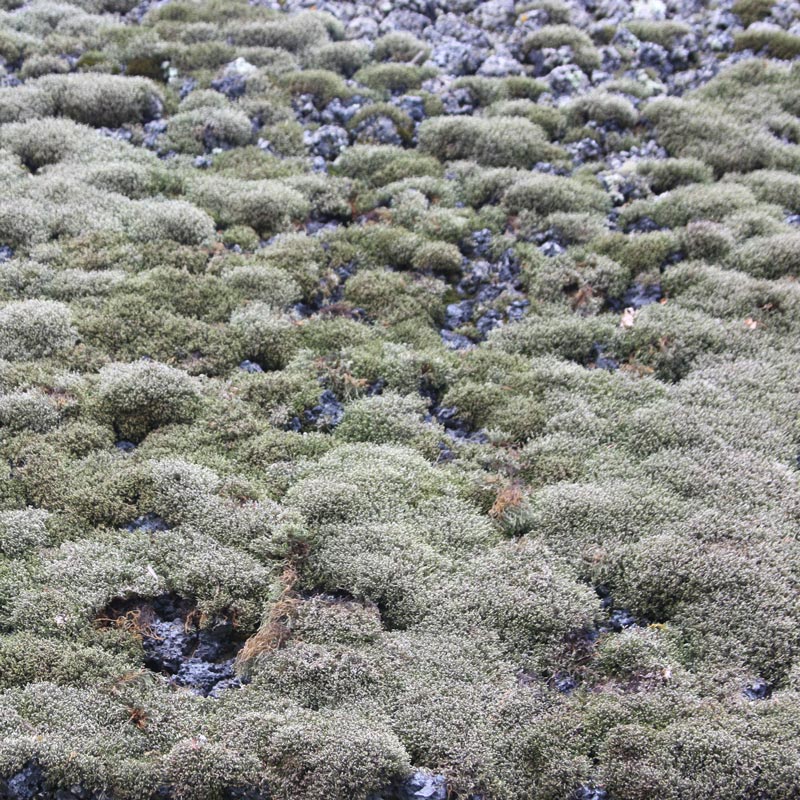 Ak-Sar-Ben Wishing Well