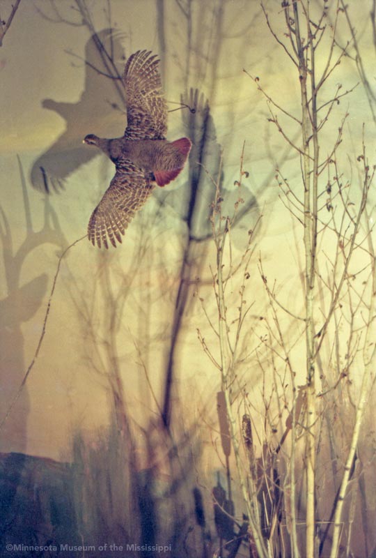 North American Wildlife Museum